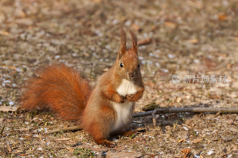 红松鼠(Sciurus vulgaris)